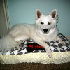 Personalized DIY Dog Bed