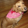Puppy Love Dog Bandana